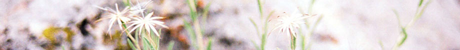 DMGreer LLC Rotating Header Image