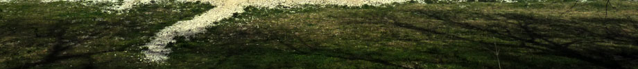 DMGreer LLC Rotating Header Image